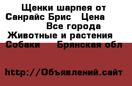 Щенки шарпея от Санрайс Брис › Цена ­ 30 000 - Все города Животные и растения » Собаки   . Брянская обл.